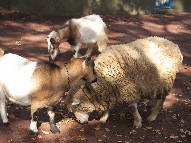 盛岡市動物公園 ヤギ ヒツジ