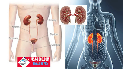 What Is a Urinary System