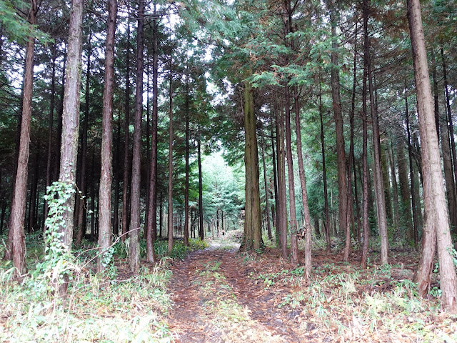 真野集落への降りる道の山へ入る枝道　ここへは入りません