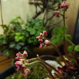 丹頂草の新芽
