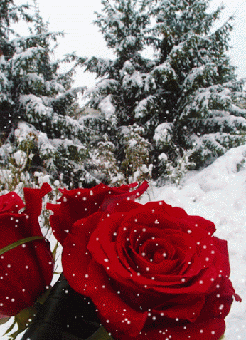 Rosa inverno