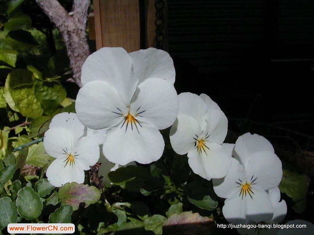 兰花 花:hua-09020512040620
