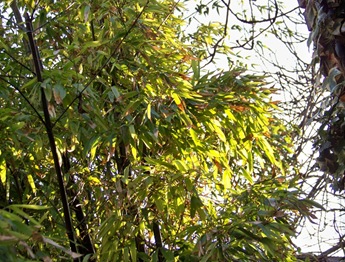 bambous