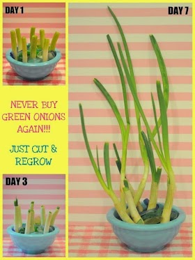 How to regrow green onions #vegetable_gardening