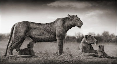 Wildlife Photography by Nick Brandt Seen On  www.coolpicturegallery.us