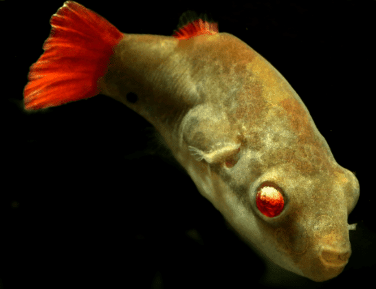 Ikan Buntal Red Eye Puffer