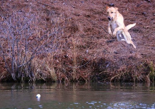 interesting-flying-animal