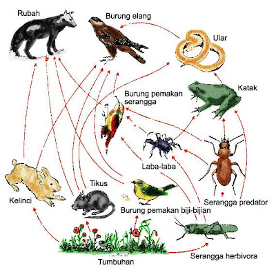 Pengertian dan Contoh Rantai Makanan