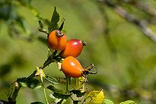 gabarrera, hagebute, tee, té, tea, gavarrera, escaramujo