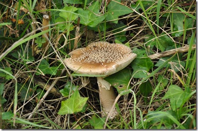 Blusher (Amanita rubescens)