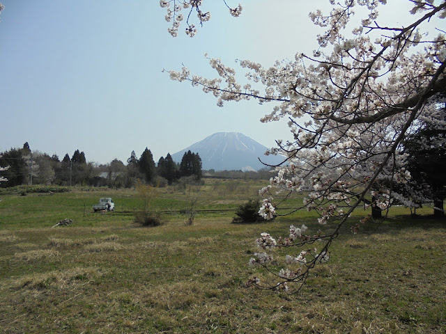 藍野公民館隣の公園のソメイヨシノ桜と春の大山