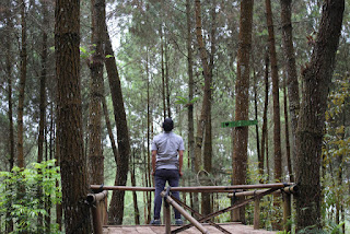Hutan Pinus Kragilan, Spot Wisata Cantik yang Lagi Hits di Instagram