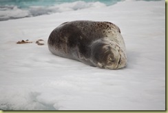 Leopard Seal and Poo