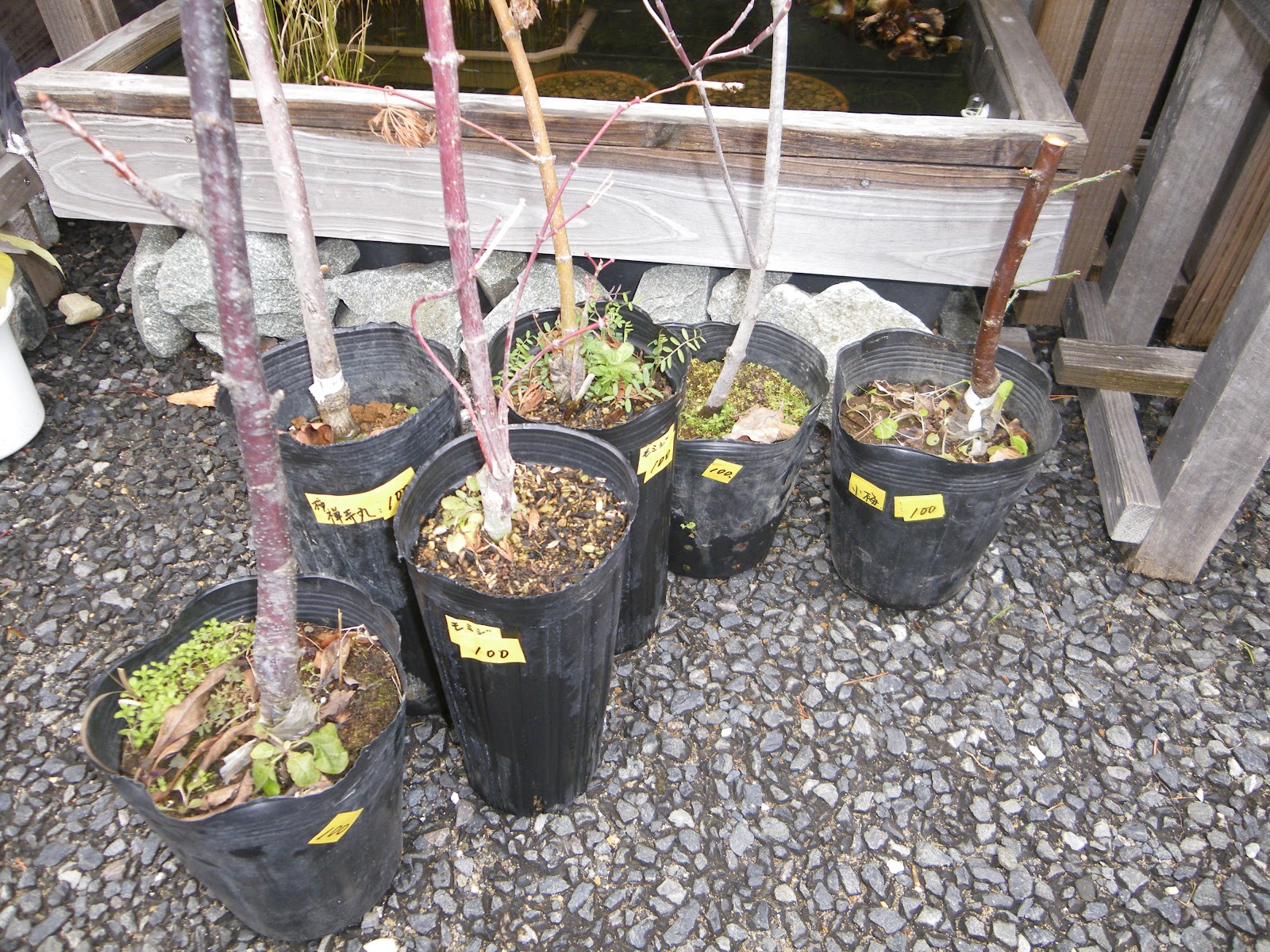 桜を鉢植えで育てる 桜の苗木を鉢に植え付ける メダカの大工