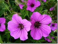 pink geranium