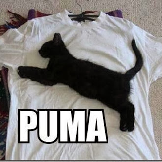 fail puma