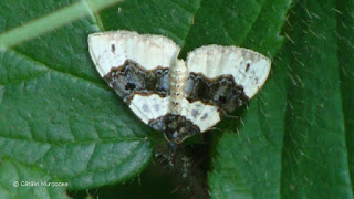 Cosmorhoe ocellata DSC176372