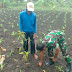 Babinsa Kamal, Giat Monitoring Tanaman Jagung Milik Petani