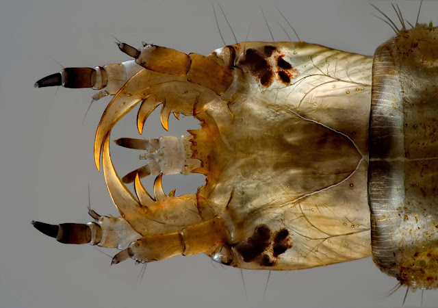 Гидрофилиды зр. (водоядный жук) личинка