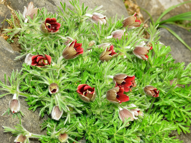 Pulsatilla cernua