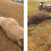Um raio matou dois cavalos neste domingo (26) no povoado Cajueiro de Ernesto, zona rural de Serrinha.