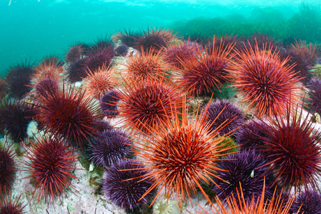 Gambar Landak laut atau bulu babi