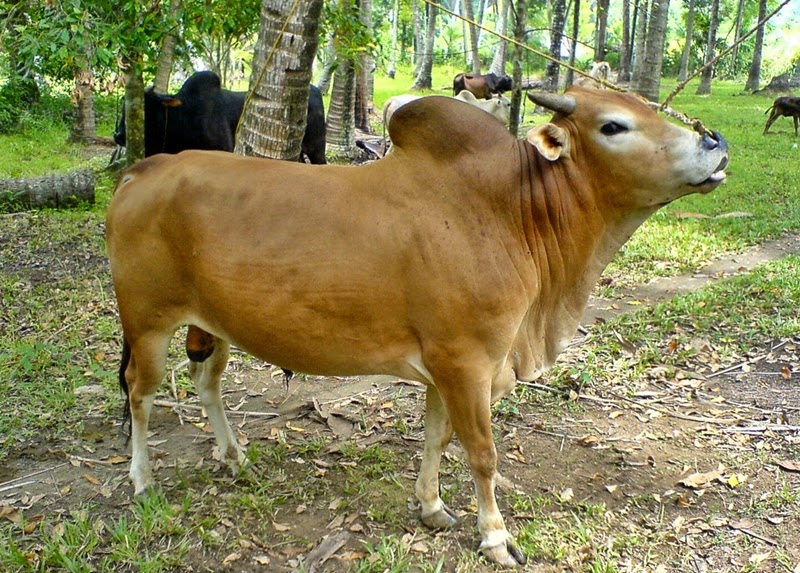 Kumpulan Gambar  Foto Sapi paling lengkap jenisnya