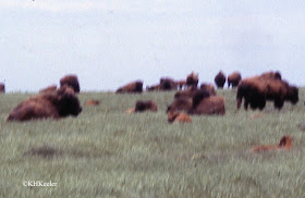 herd of bison