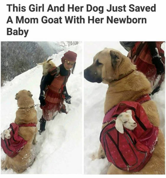 This girl and her dog just saved a mom goat with her newborn baby.