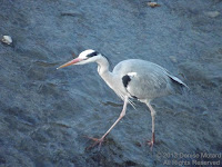 Grey heron, Kamo River in Kyoto, Japan - by Denise Motard