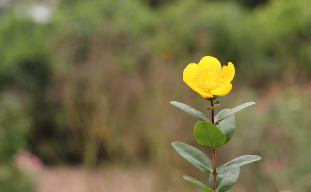 Hypericum Flowers