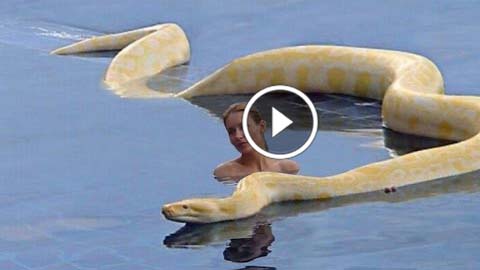 http://middlefingerr.blogspot.in/2016/01/a-young-lady-caught-strange-anaconda-in.html