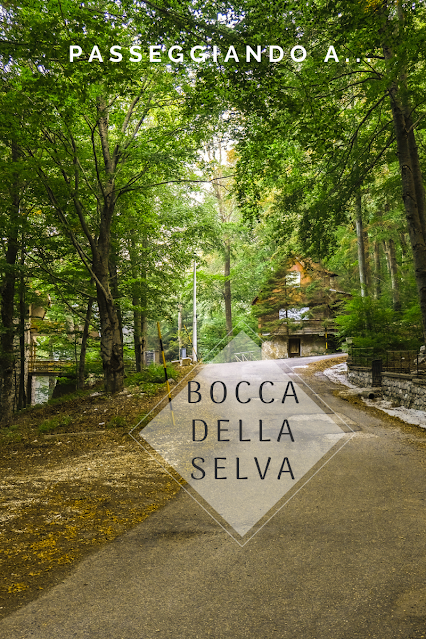 Boschi di faggio a Bocca della Selva