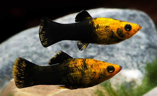 14 Tankmate Yang Cocok Dengan Ikan Tiger Barb atau Ikan Sumatra