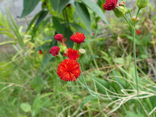 Cucolie écarlate - Emilia coccinea - Cacalie écarlate - Je sème à tous vents - Émilie - Goutte de sang