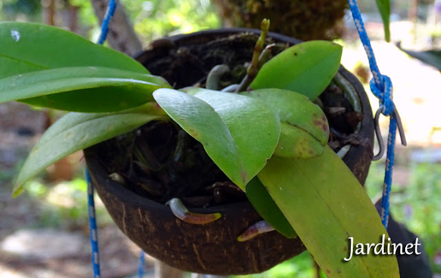 Cultivo de orquídeas na casca do coco seco