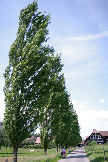 IMGP4954