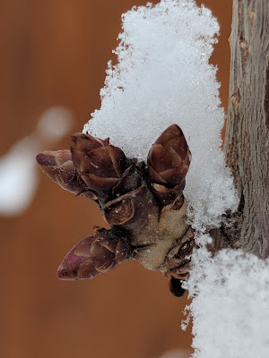 Snow on Swollen Apricot Buds