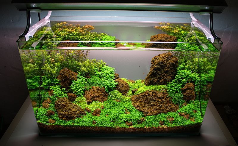 CARA MEMBUAT AQUASCAPE AquaStigma