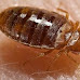 Exterminateur de nuisibles à Paris | IZI Nuisibles