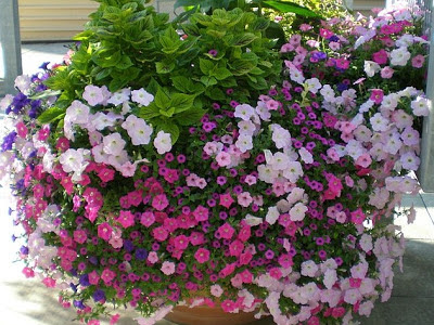 Petunias