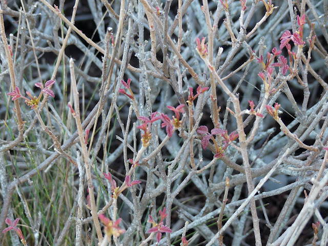 new poison oak leaves