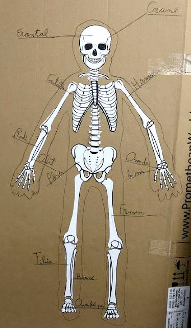 Esqueleto humano a base de cartón