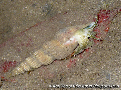 Vittate Conch (Doxander vittatus)