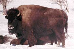 Bos bison (Linnaeus)