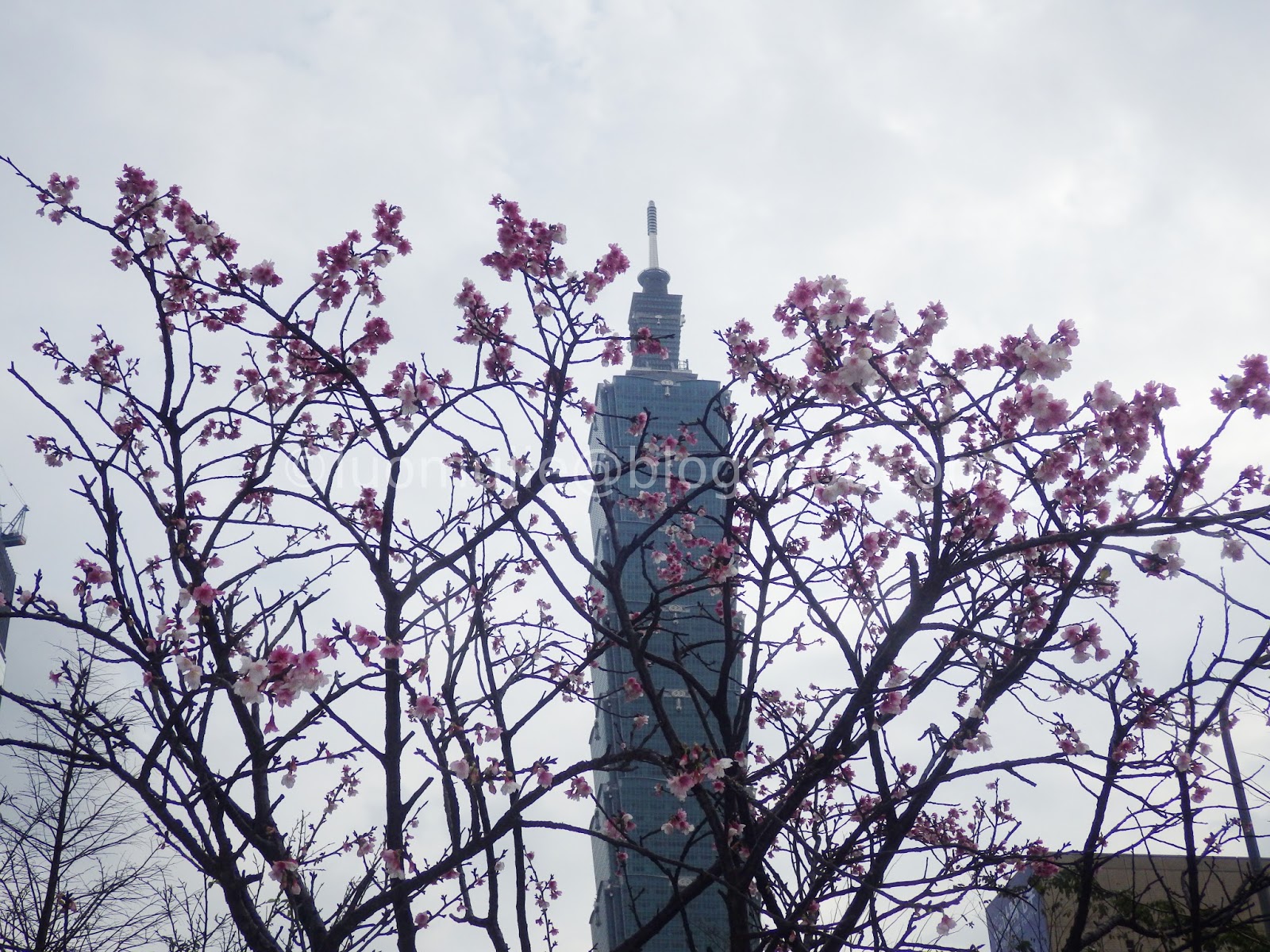 Taiwan cherry blossoms