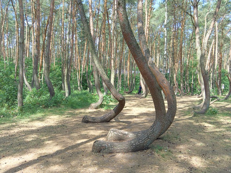 krzywy las, curved tree forest, trees in poland, gronty poland, crooked trees, bent trees, tree that grows sideways, poland crooked forest, gryfino forest, crooked trees poland, crimson pine tree, gryfino poland, bending pine trees, crooked forest facts, trees that grow sideways,