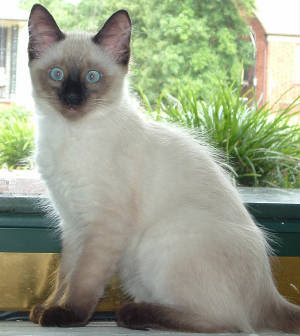 Pretty Siamese cat