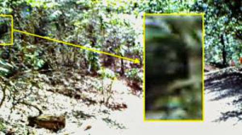Matilda Not All Bigfoot Look Alike Upadted