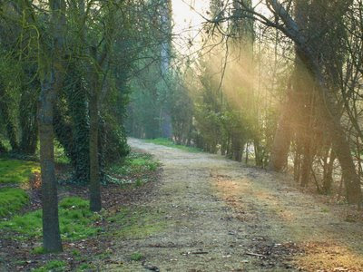 El sol abriéndose camino en la arboleda